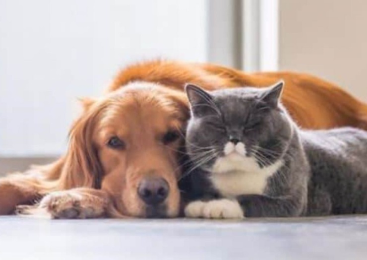 Animali domestici