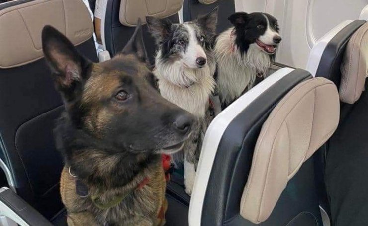 Cani in aereo - CorrierediComo.it