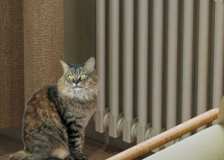 Gatto davanti al calorifero 