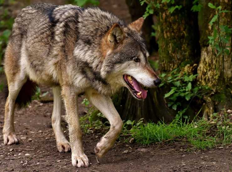 Lupi