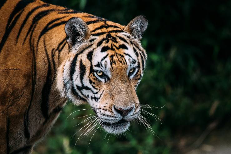 Primo piano tigre siberiana