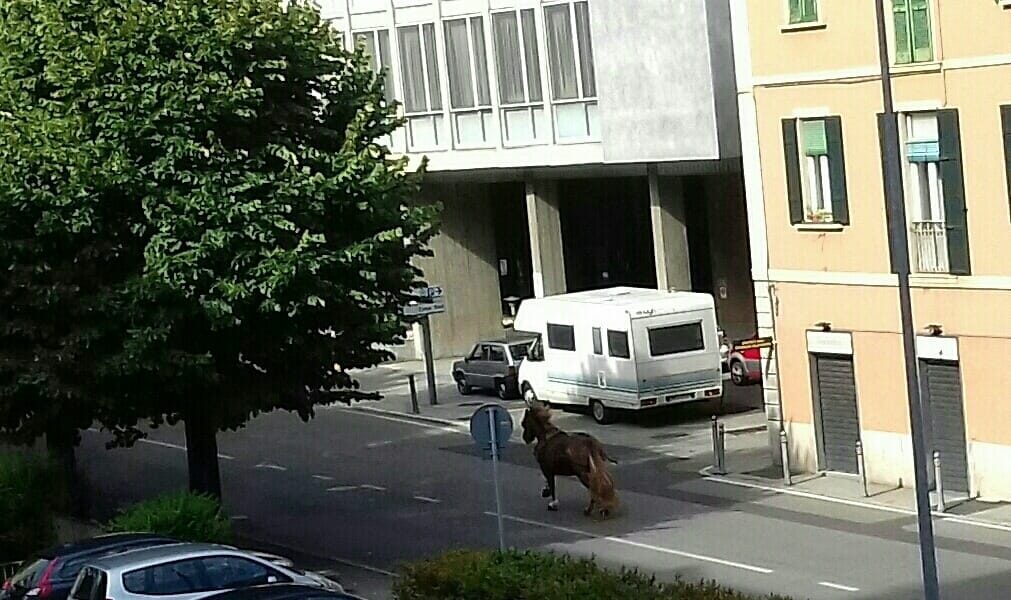 Cavallo scappa dalla mostra zootecnica di Sant’Abbondio. Bloccato al Quarto Ponte