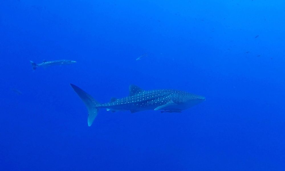 A Sharm el Sheikh squalo attacca dodicenne, mano amputata