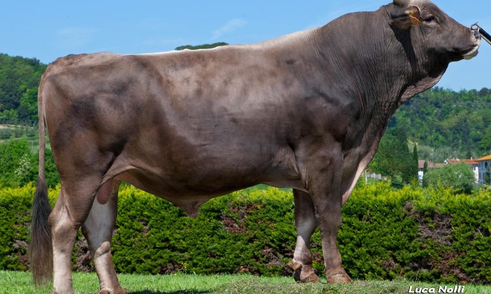 Aggredita da toro mentre va a scuola