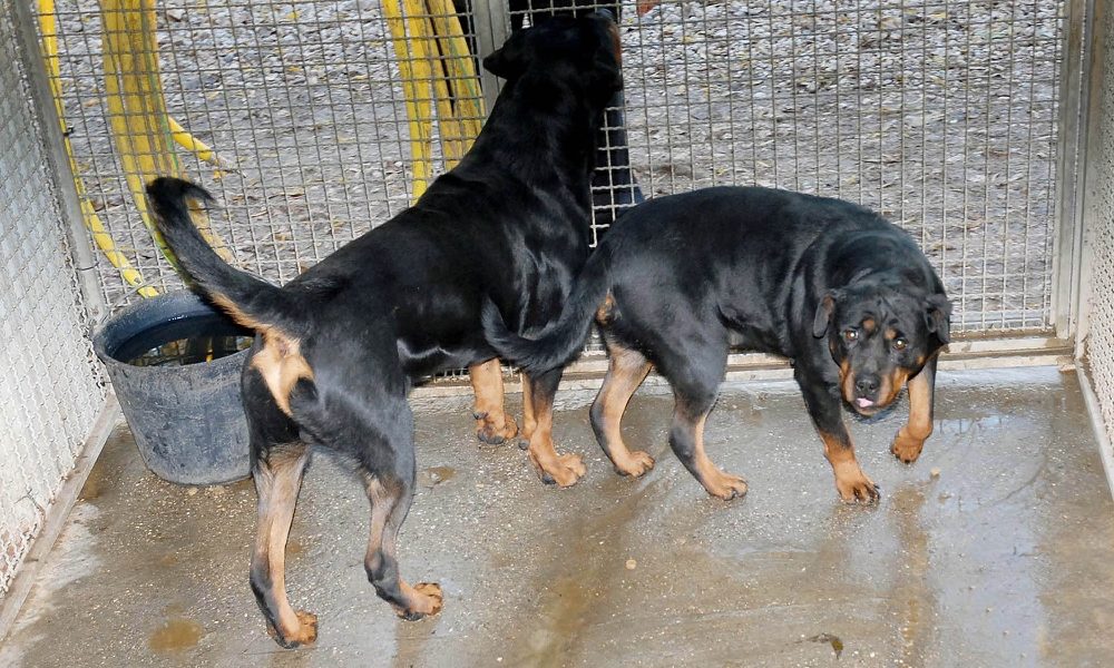 Aggredito da rottweiler, muore padovano