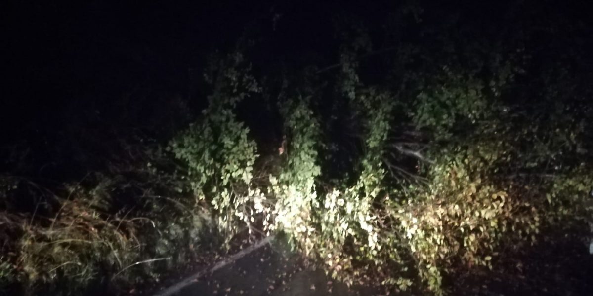 Albero sulla strada a Val Rezzo. L’intervento della Protezione civile evita l’isolamento della Val Cavargna