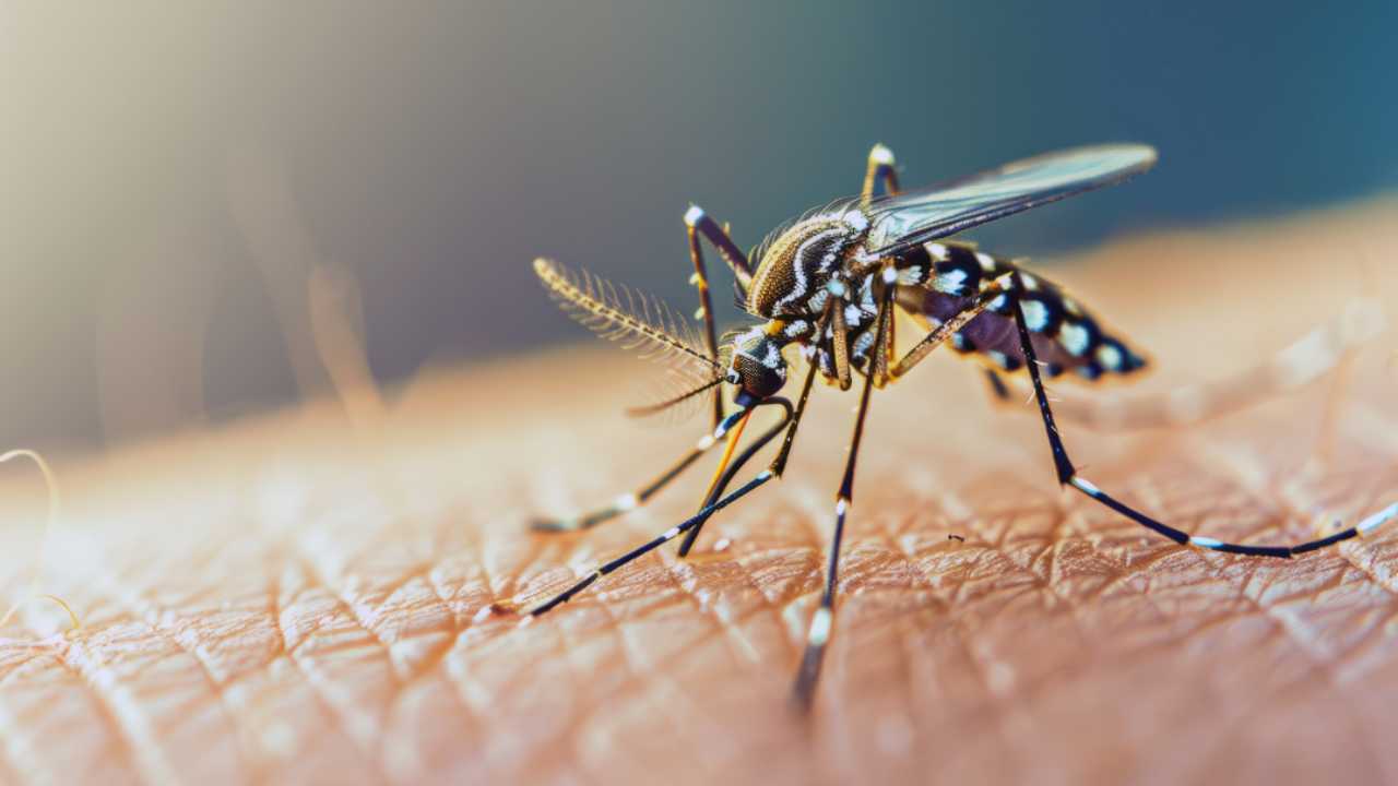 Como, nuovo caso di Chikungunya: scatta la disinfestazione straordinaria fino al 1° settembre