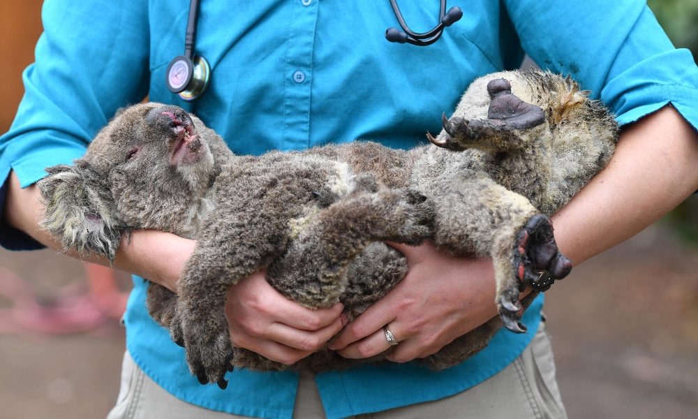 Allarme Wwf, koala a rischio estinzione