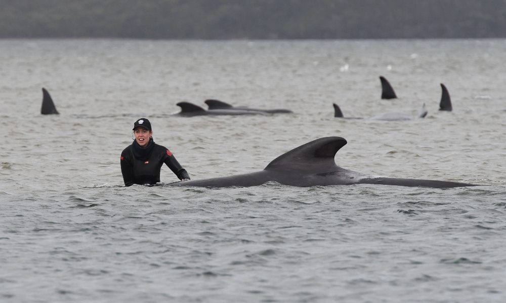 Altre 200 balene spiaggiate in Tasmania, sono quasi 500
