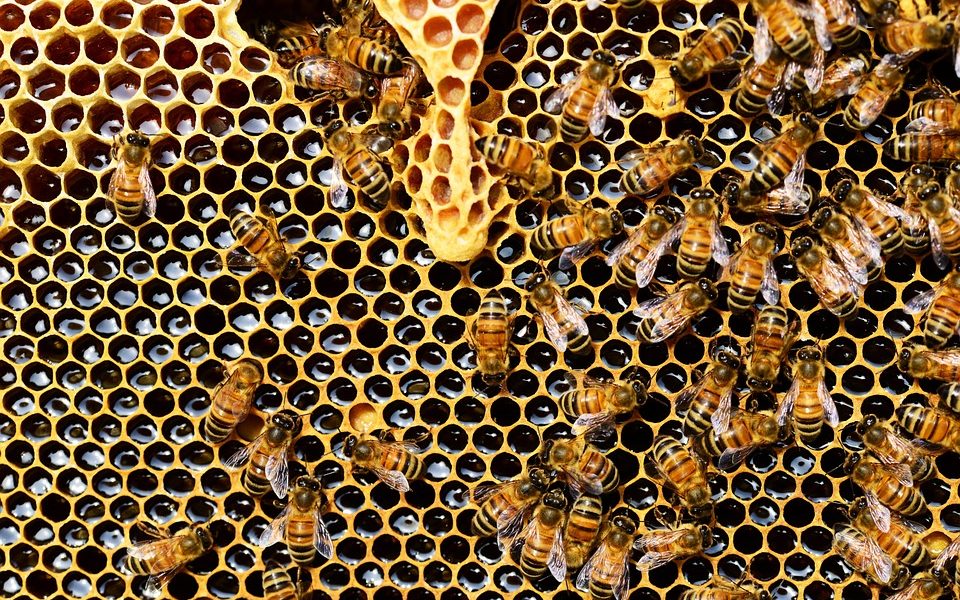 Le api soffrono gli sbalzi di temperatura: cala la produzione di miele