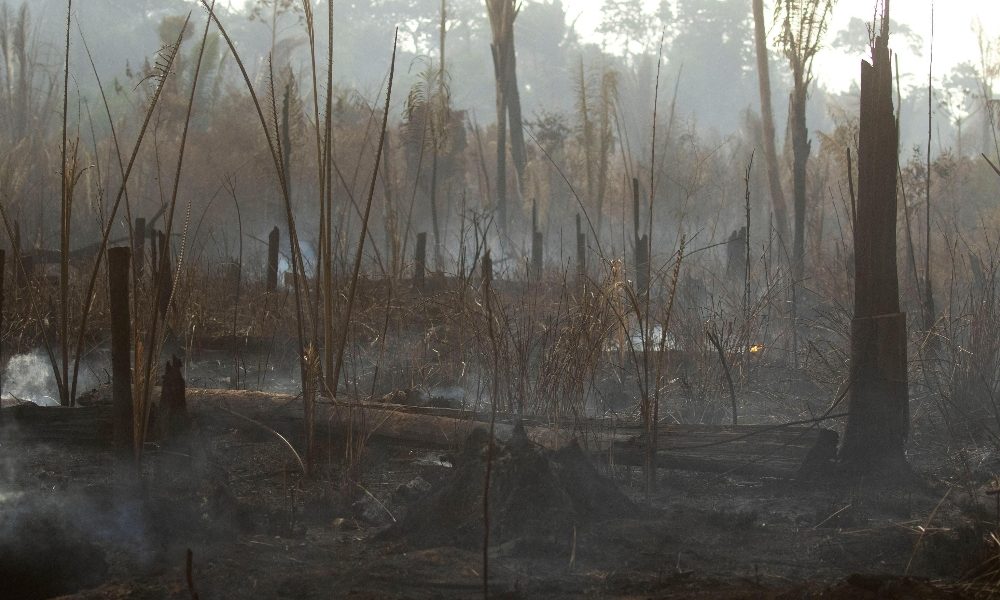 Amazzonia: DiCaprio si unisce a campagna contro Bolsonaro
