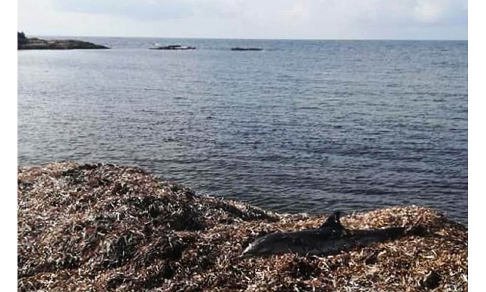 Ambiente: delfino morto su posidonia nella costa di Trapani