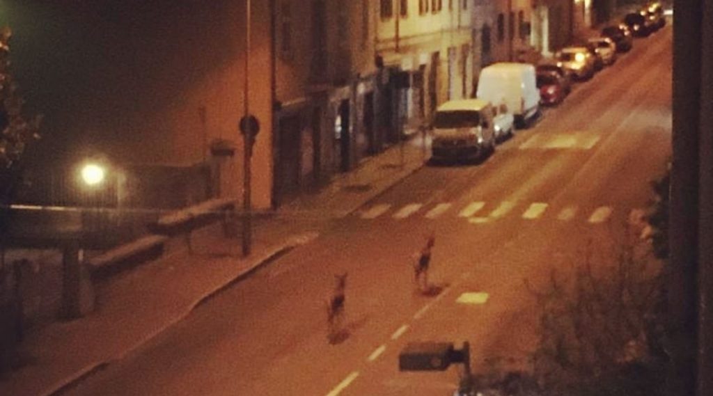 Animali selvatici a passeggio in mezzo a via Bellinzona