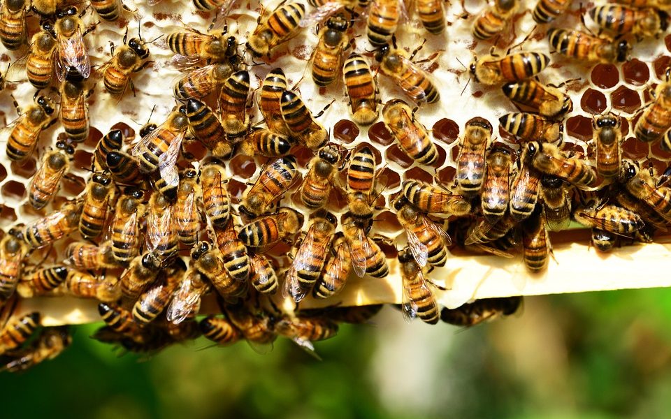 Allarme miele d’acacia, produzione a zero