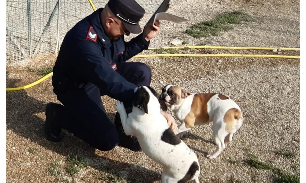 Asta vendita cuccioli ‘salvati’ da Cc