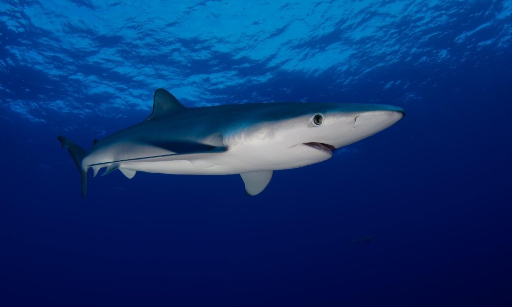 Australia: quest’anno 7 uccisi dagli squali, record dal 1934