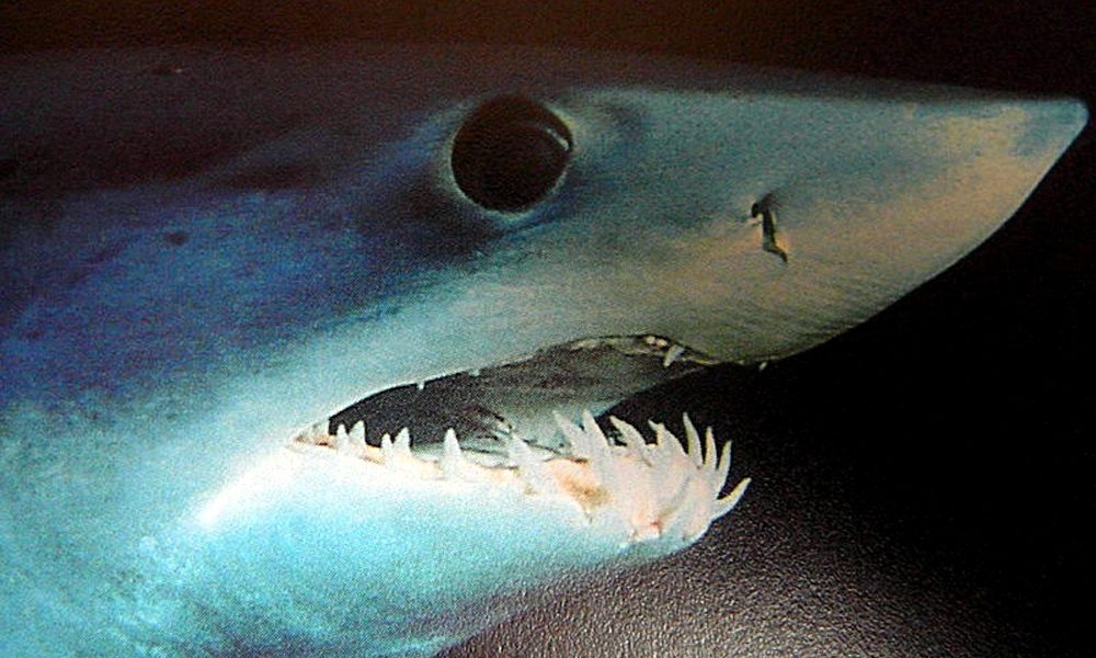 Australia: squalo bianco uccide surfista