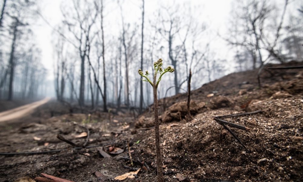 Australia:Wwf, pioggia non ferma allerta