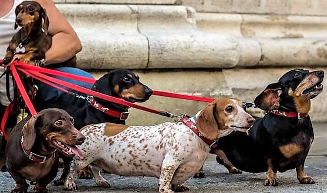 Bassotti, pacifica invasione in piazza del Duomo