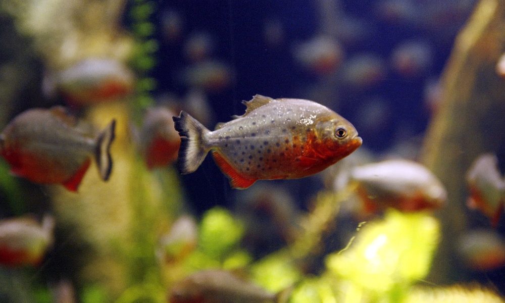 Brasile: in aumento attacchi di piranha