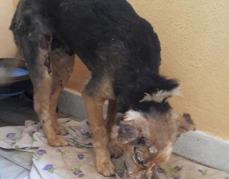 Cagnolina torturata col fuoco, è viva
