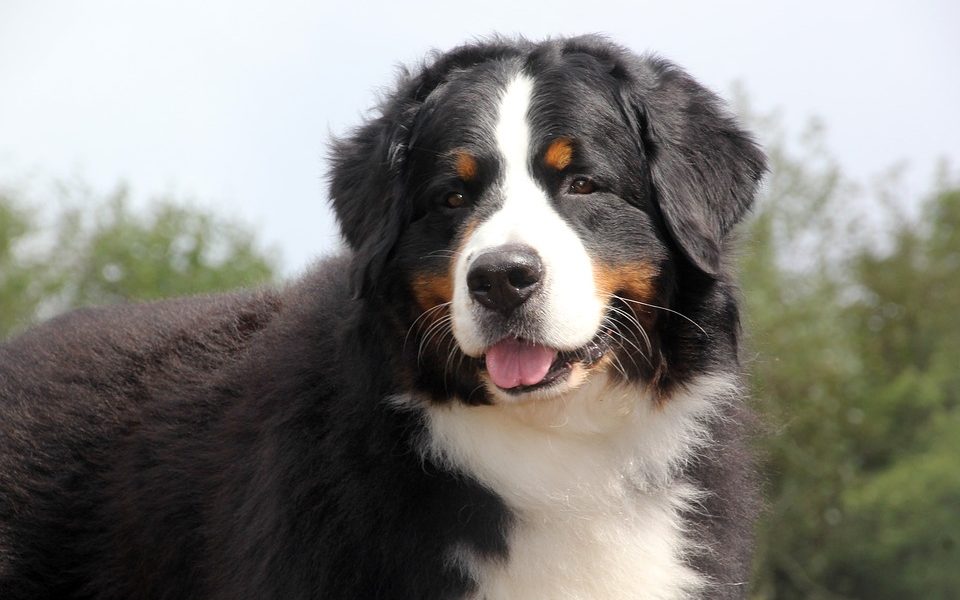Lario e Valtellina, alleanza cinofila: a Lariofiere di Erba in scena il “Lake Como Dog Show”. Informazioni e orari