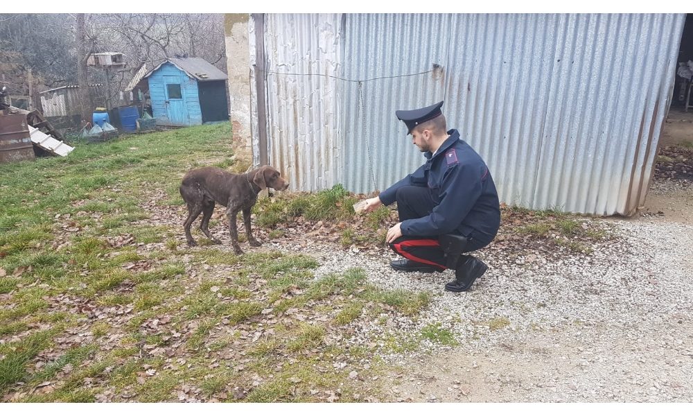 Cane denutrito e maltrattato, denuncia