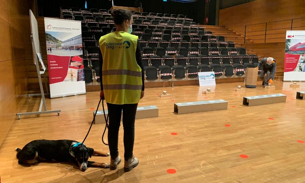 Cani anti-Covid in un liceo a Bolzano,annusano le mascherine