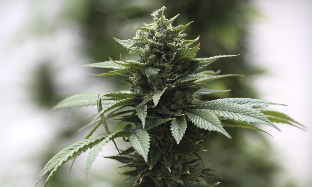 Cannabis, Cassazione: piante casa legali