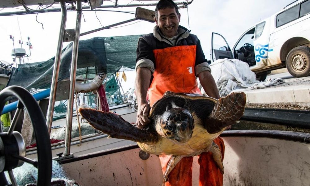 Caretta caretta salvata da pescatore
