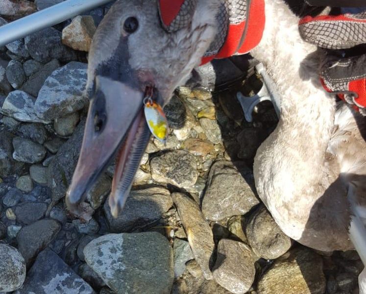 Cigno ferito al becco da una lenza: salvato dai vigili del fuoco a Cremia, in Altolago