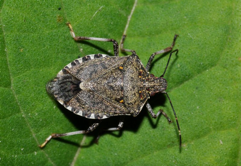 Cimice asiatica, allarme regionale