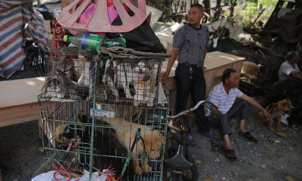Cina vieta consumo carne di cani e gatti