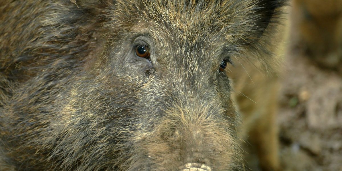 Guerra ai cinghiali,   la Regione Lombardia scende in campo con nuove regole