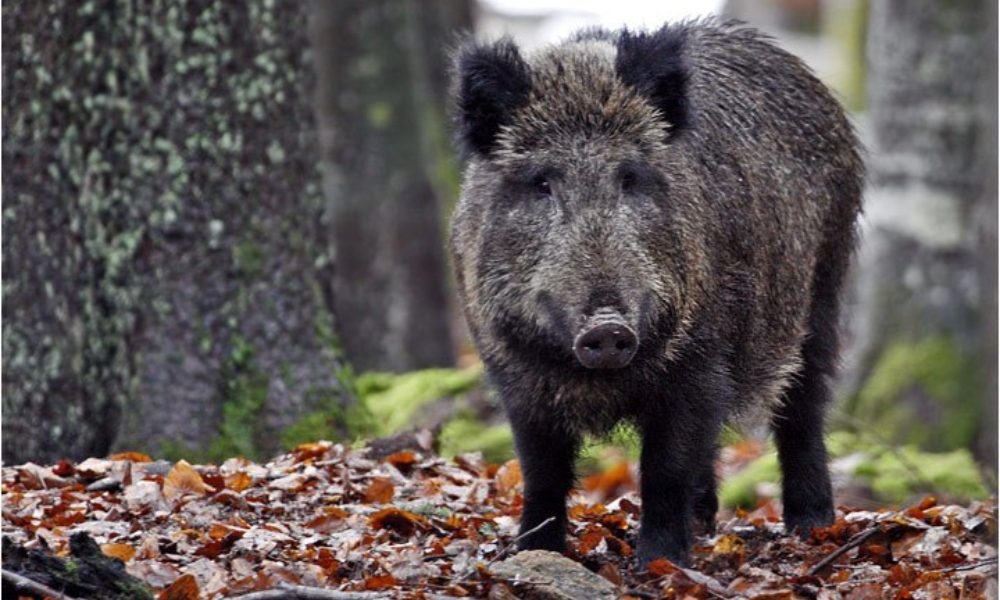 Cinghiale vicino a scuola materna nel Fiorentino, abbattuto