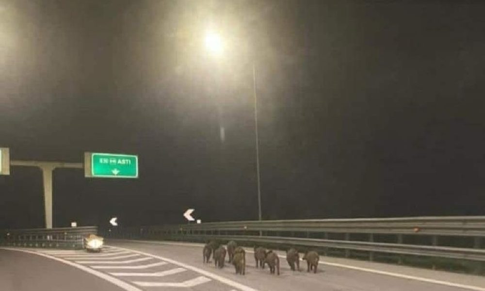Cinghiali in autostrada, la foto fa il giro del web