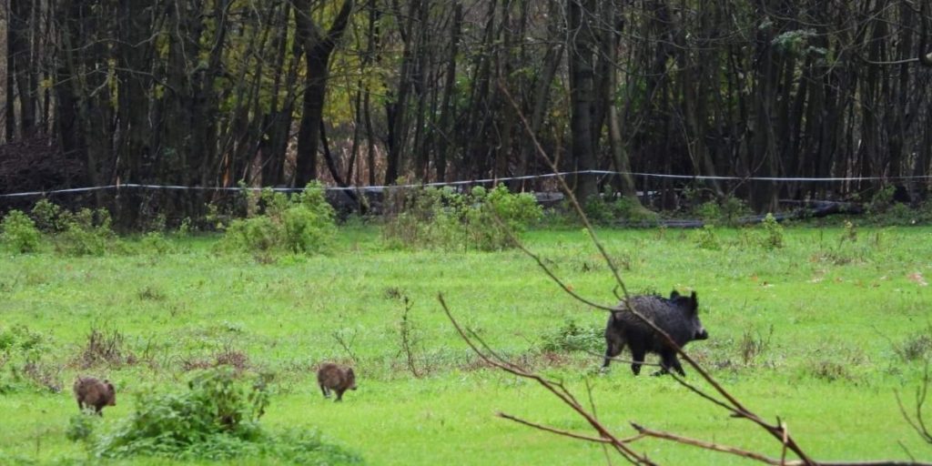 Cinghiali nel comasco: sono nove gli incidenti causati. Aumentano i capi abbattuti