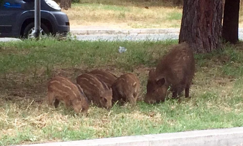 Cinghiali uccisi in un parco a Roma, rabbia animalisti