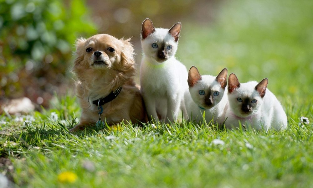 Con 50mila dlr puoi clonare cani e gatti