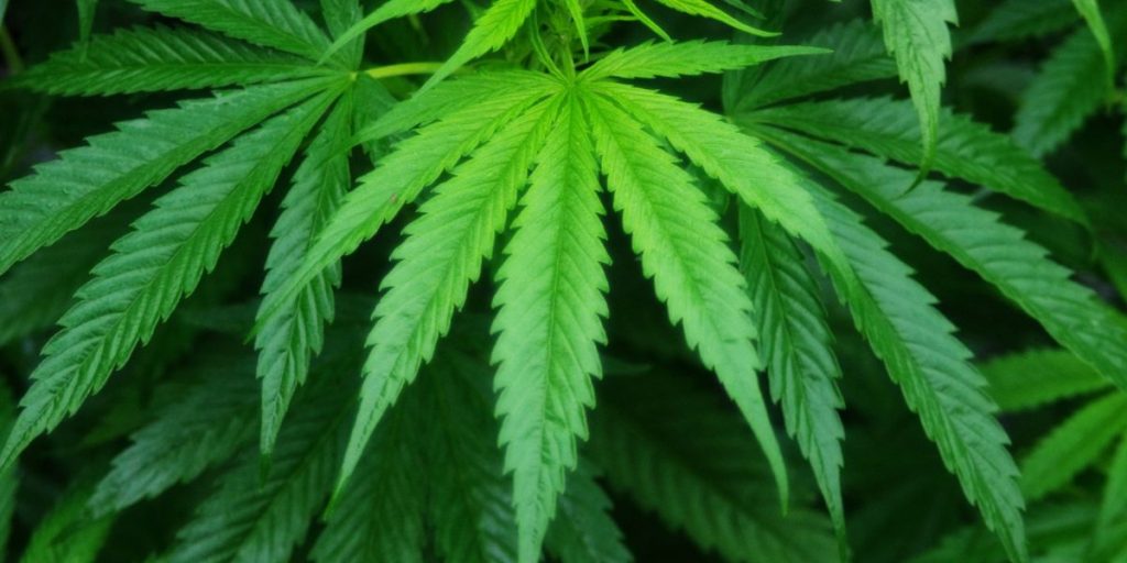 Aveva fumato ma non lo dimostrava: assolto. Il gip: «Tracce di cannabis non sono per forza indice di alterazione»