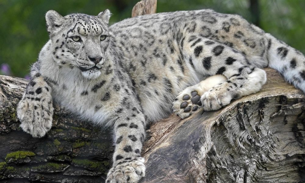 Covid:leopardo delle nevi risultato positivo in zoo Kentucky