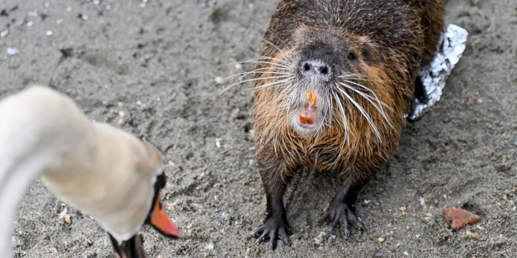 La nutria dell’hangar è diventata una “star”. Ma si teme la proliferazione