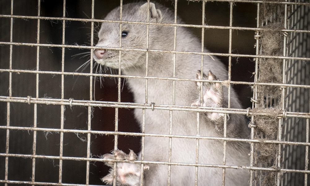 Danimarca, 214 infettati dai visoni, 12 dal ceppo mutato