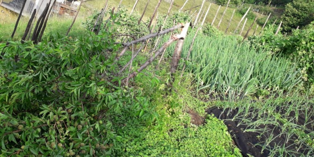 Danni da maltempo, Coldiretti: devastate le coltivazioni agricole