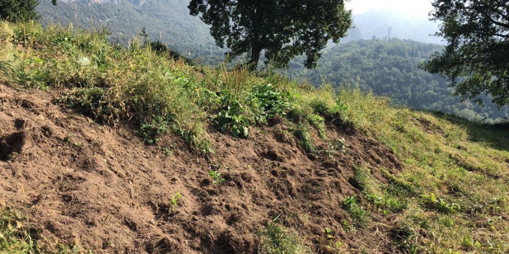 Le denuncia di Coldiretti: «Campi devastati e vigneti divelti dai cinghiali»