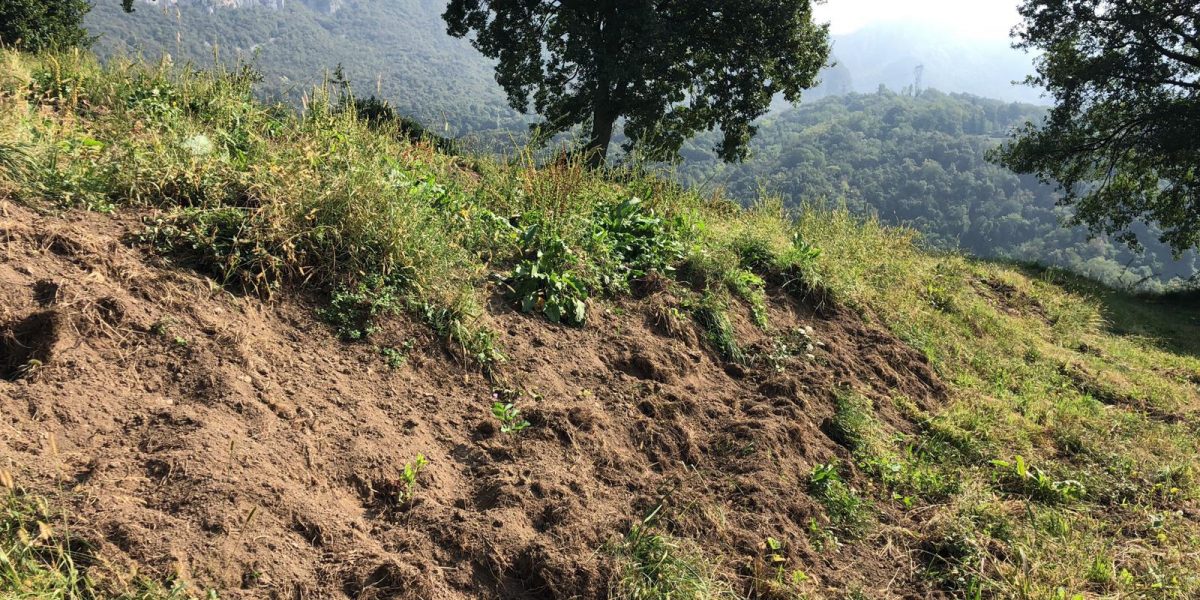 Le denuncia di Coldiretti: «Campi devastati e vigneti divelti dai cinghiali»