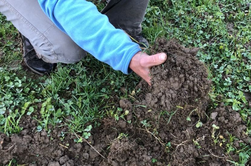 Cinghiali fuori controllo, invasi campi a Porlezza