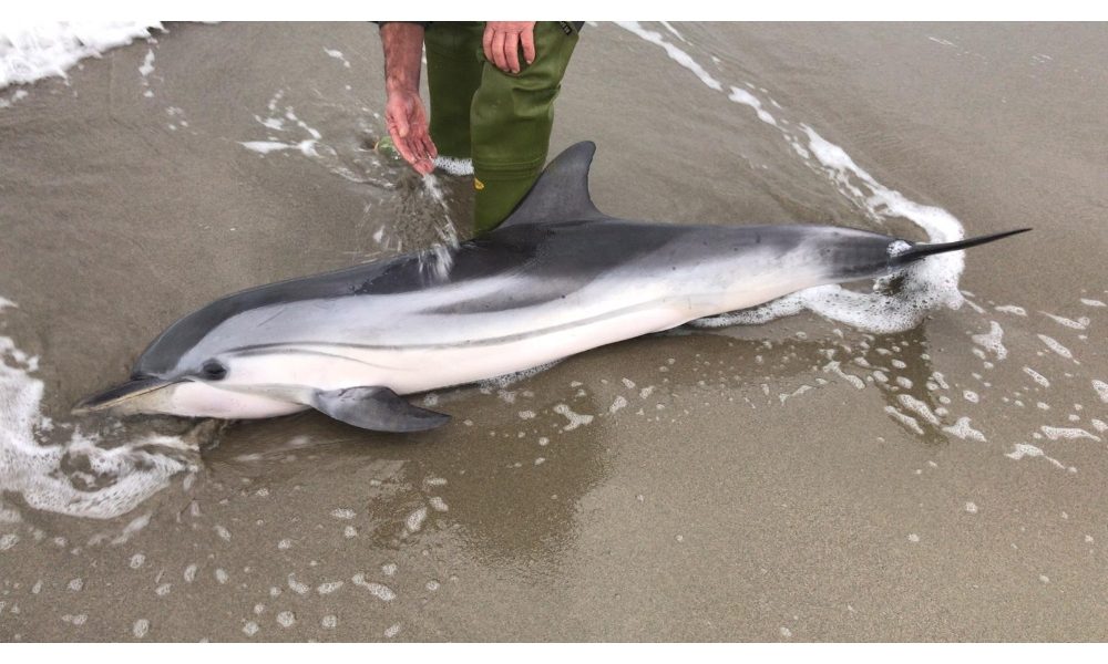 Delfino si spiaggia a Viareggio,soccorso