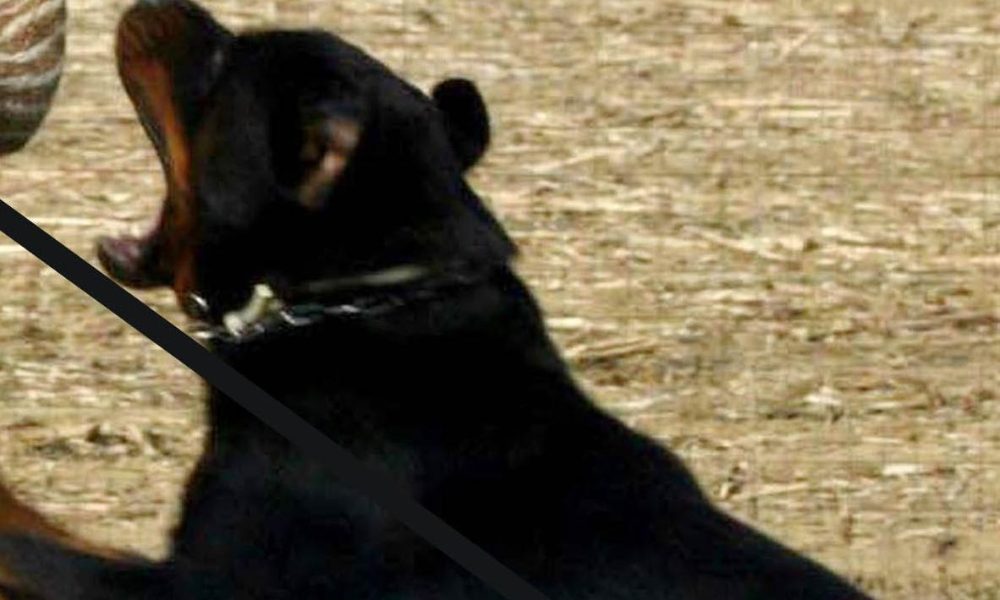 Difende nipote da rottweiler, azzannata