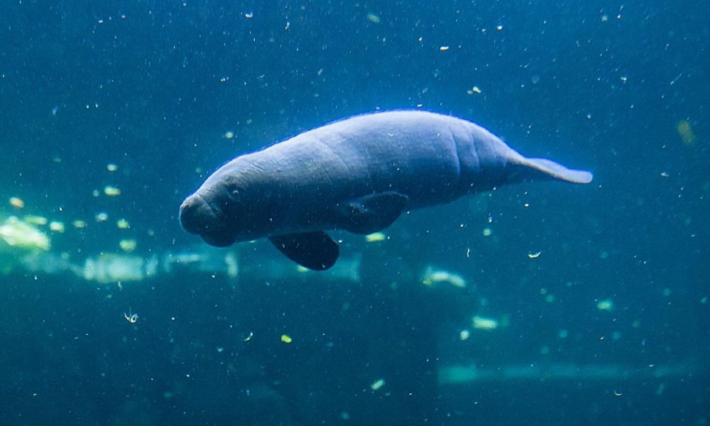 Dpcm: Acquario Genova resta aperto, equiparabile a museo